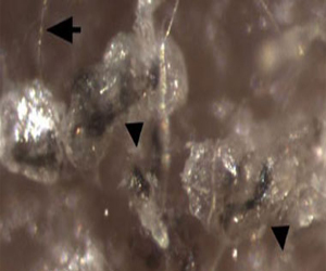   مصر اليوم - معهد علمي ياباني يعترف بتزوير بيانات حول الخلايا الجذعية